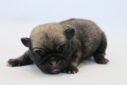 成約済の神奈川県のミックス犬-122151の7枚目